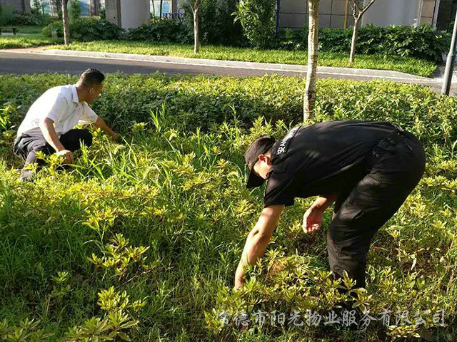 绿化除杂